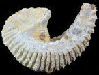 Cretaceous Fossil Oyster (Rastellum) - Madagascar #49882-1